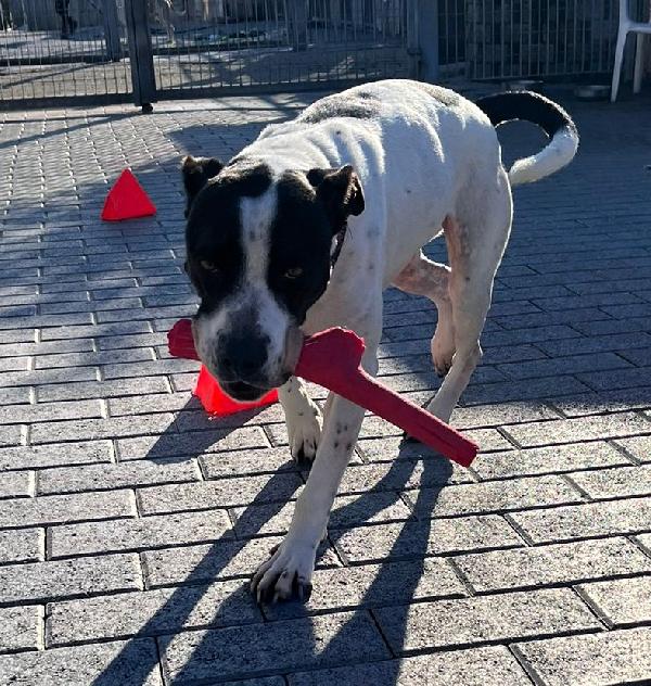 BLACK GENTILCANE Foto 7